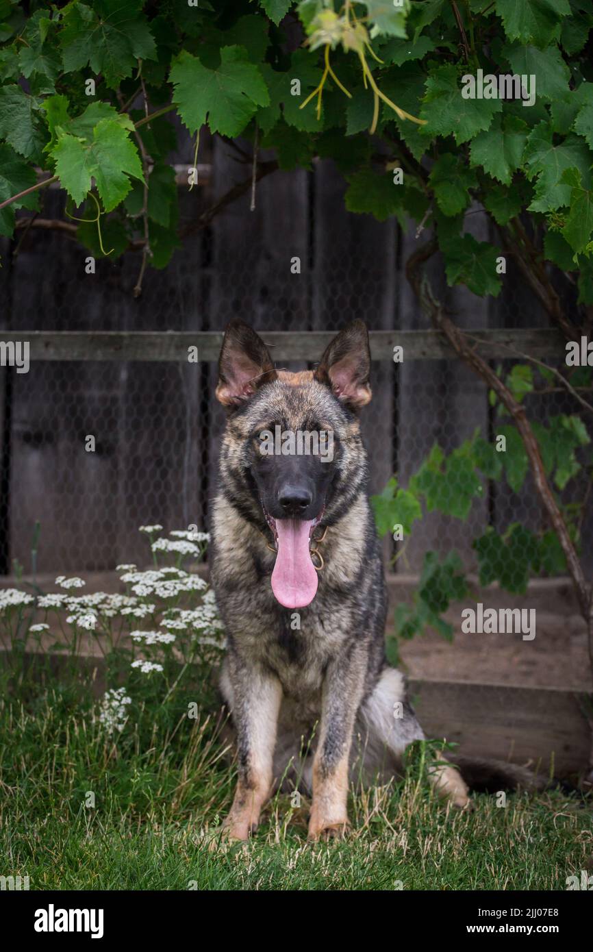Cane Pastore Tedesco (alsaziano) seduto Foto Stock