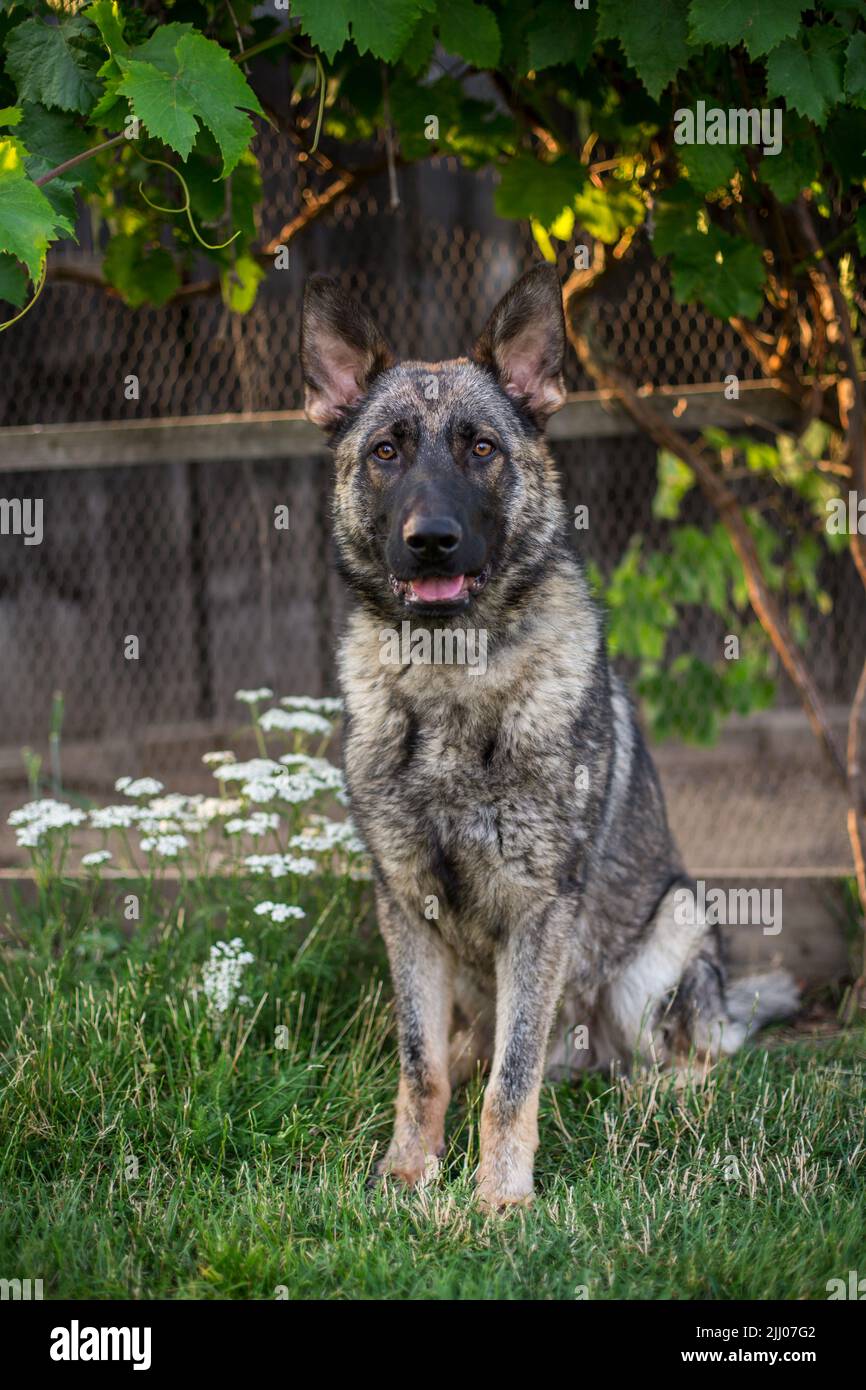 Cane Pastore Tedesco (alsaziano) seduto Foto Stock