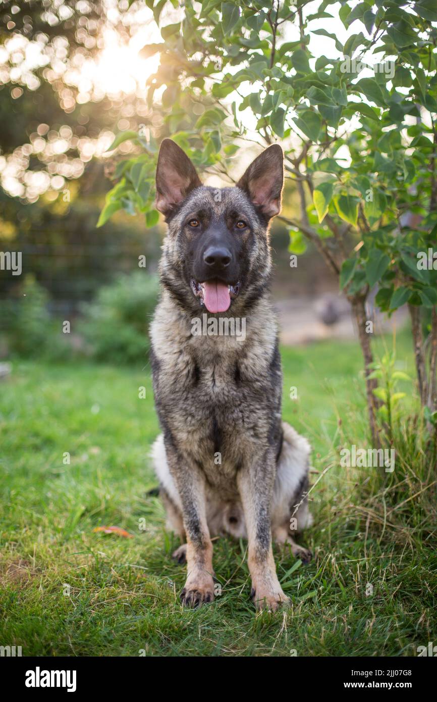 Cane Pastore Tedesco (alsaziano) seduto Foto Stock