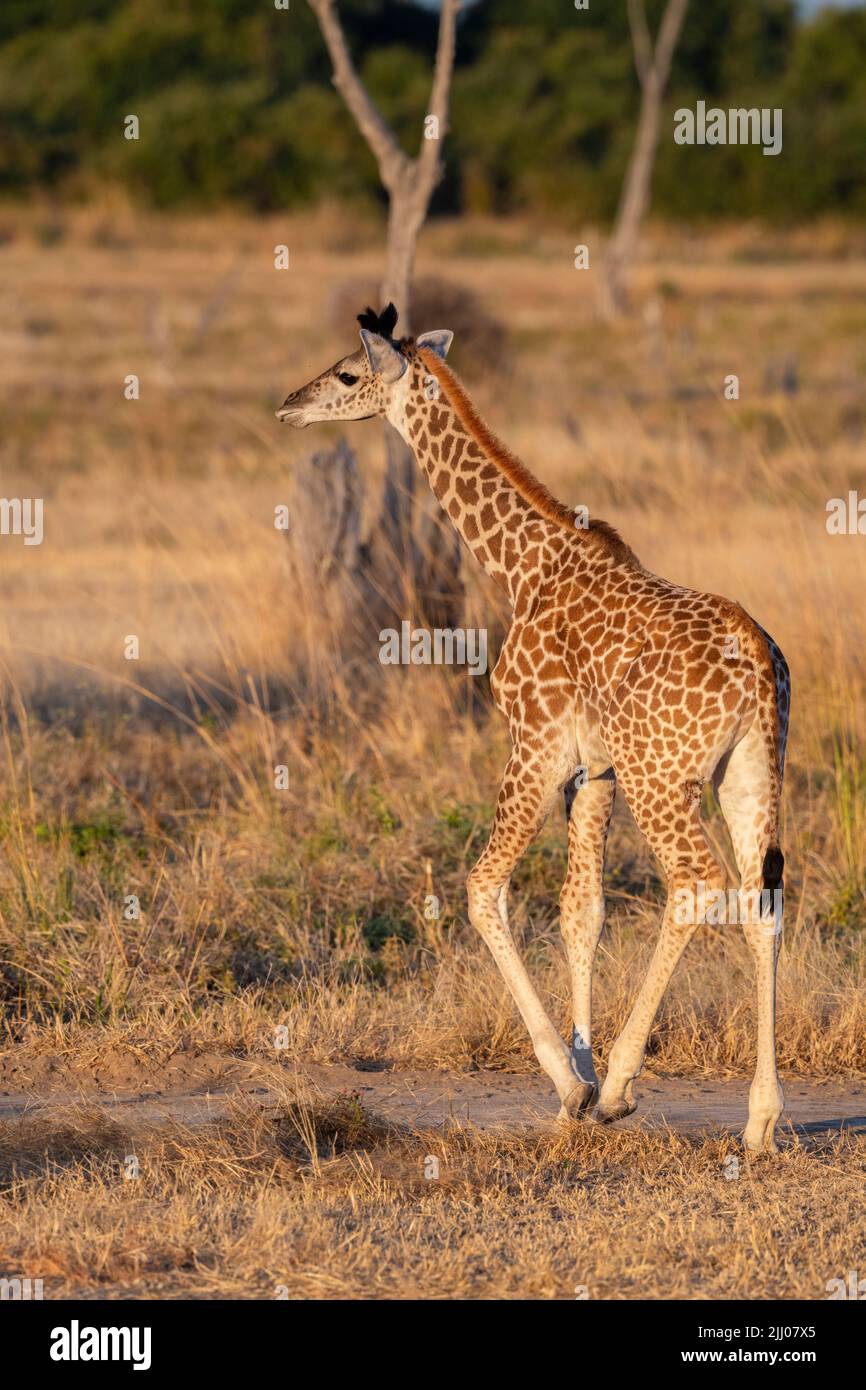 Zambia, Parco Nazionale di Luangwa Sud. Baby Thornicroft giraffe (WILD: Giraffa camelopardalis thornicrofti) endemica a Luangwa. Specie in pericolo. Foto Stock