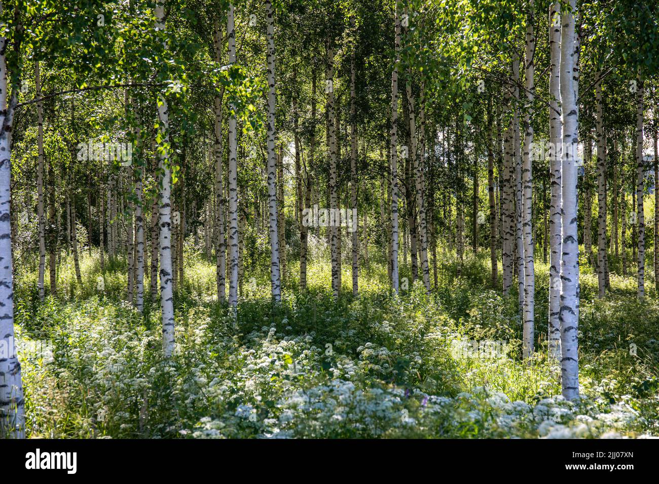 Giovane foresta di betulla a Orivesi, Finlandia Foto Stock