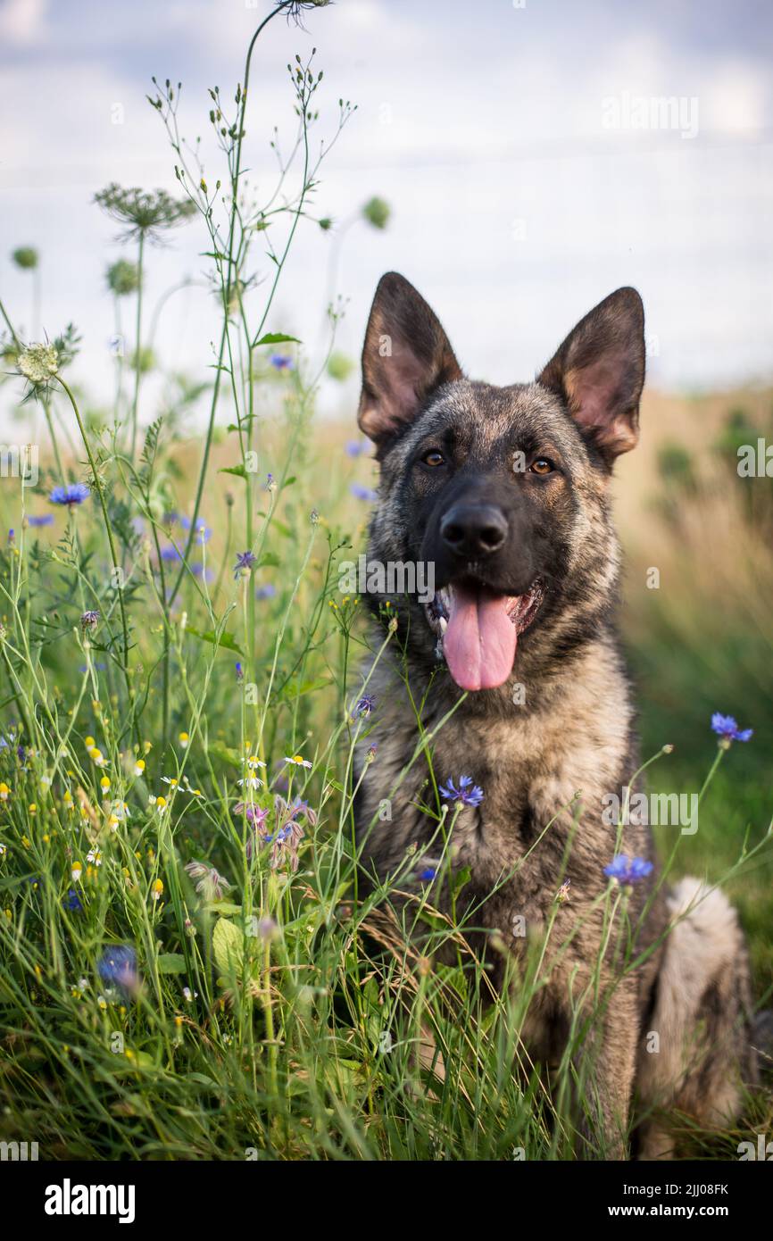 Cane pastore tedesco (alsaziano) seduto in un campo di fiori Foto Stock