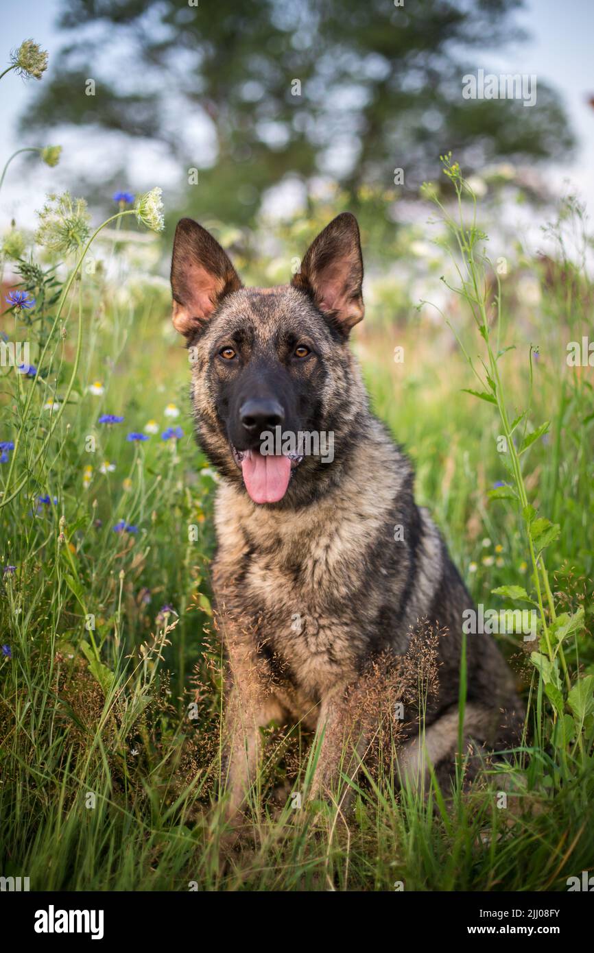 Cane pastore tedesco (alsaziano) seduto in un campo di fiori Foto Stock
