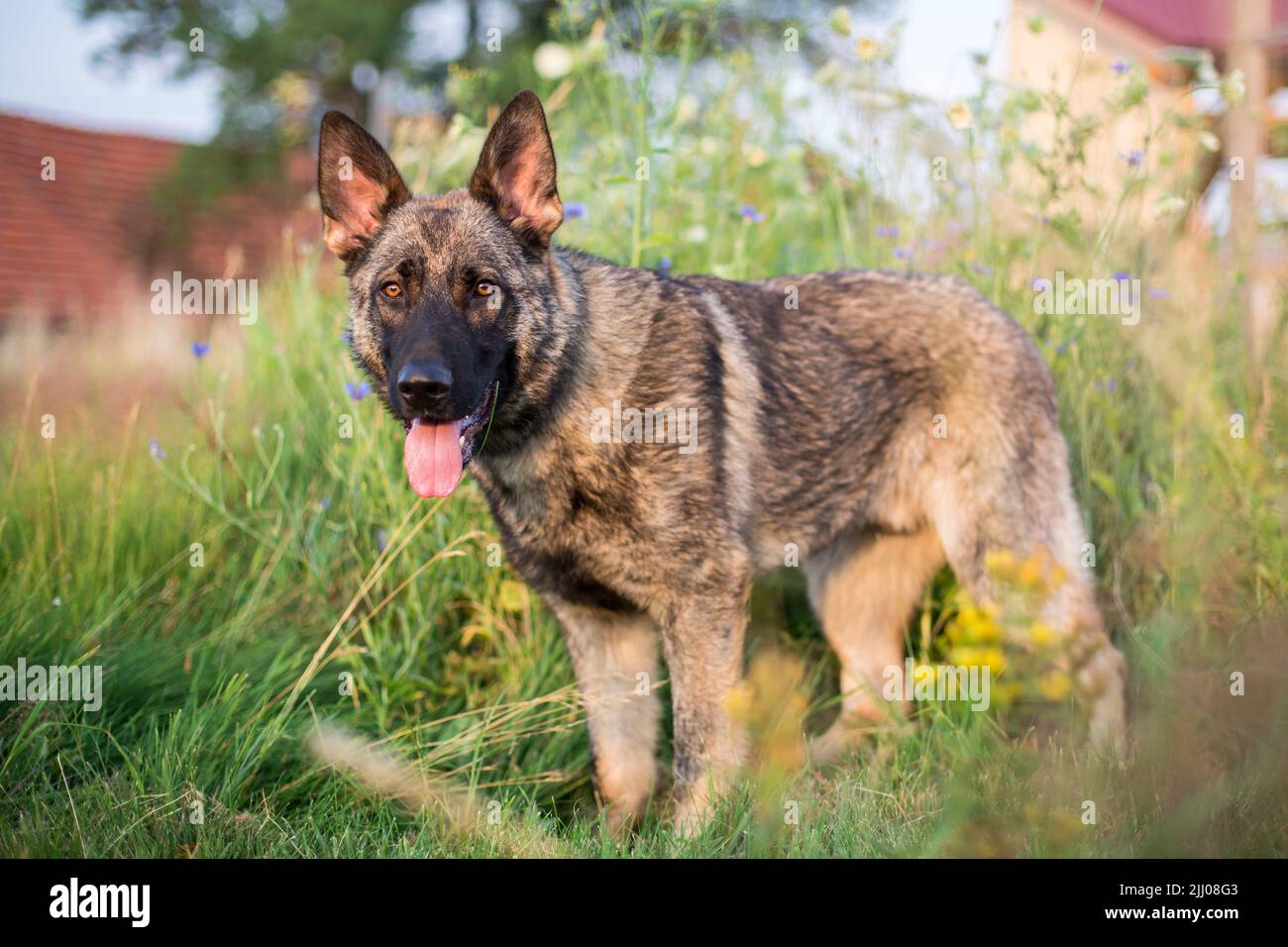 Cane pastore tedesco (alsaziano) in piedi Foto Stock