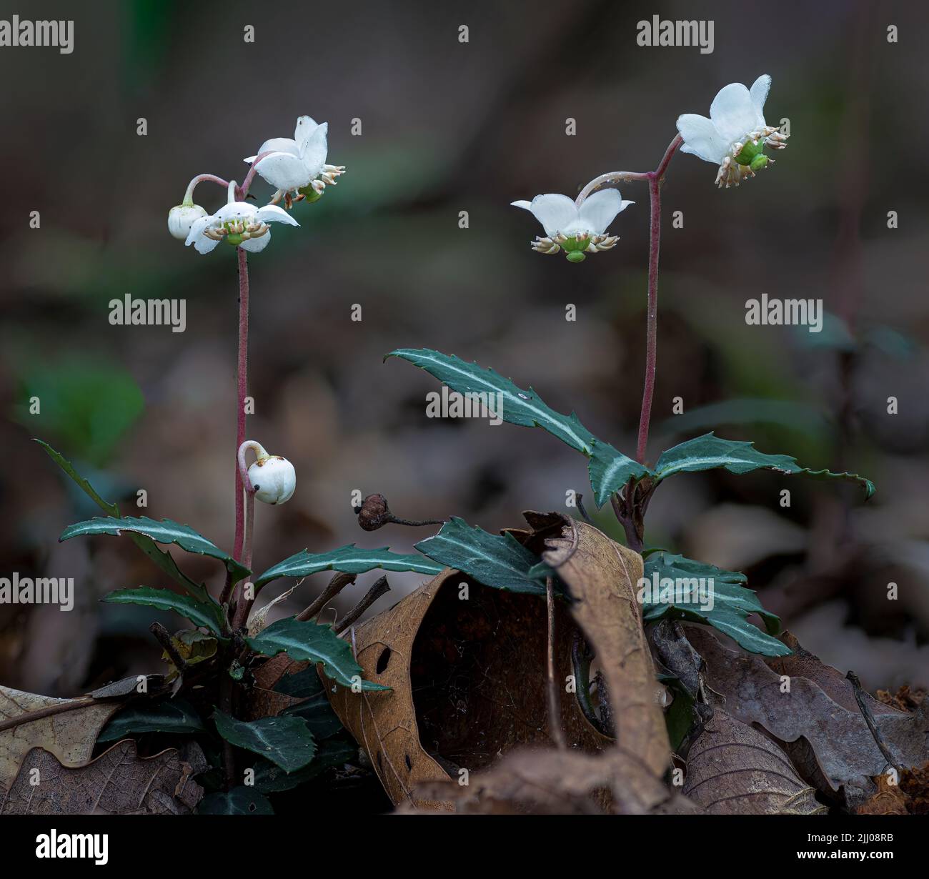 Avvistato wintergreen (Chimaphila maculata) che cresce sul pavimento della foresta nel Parco Nazionale di Shenandoah nella Virginia occidentale all'inizio dell'estate. Foto Stock