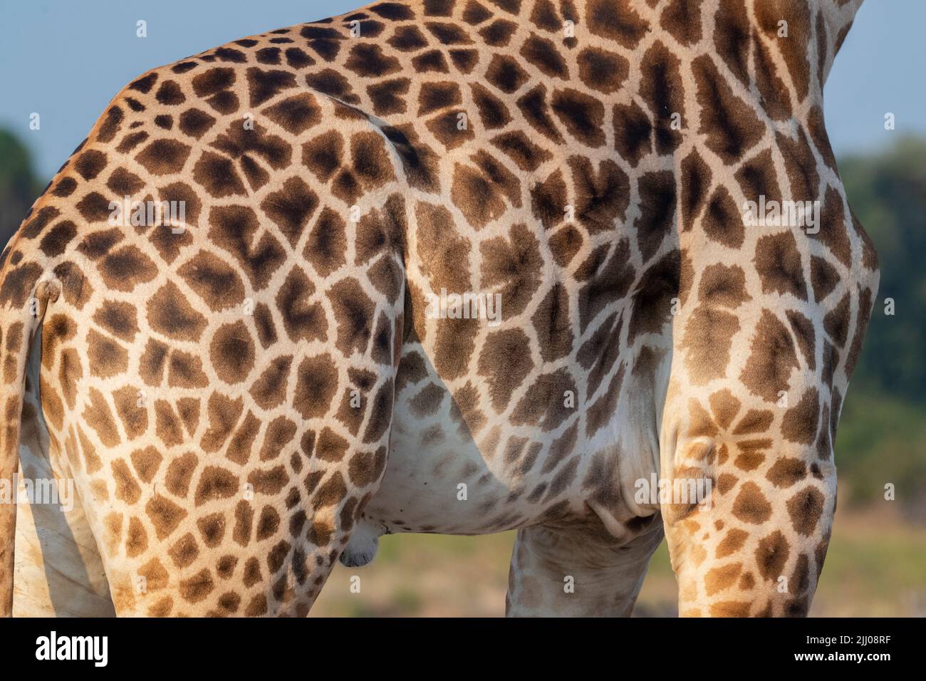 Zambia, Parco Nazionale di Luangwa Sud. Giraffa di Thornicroft (SELVAGGIA: Giraffa camelopardalis thornicrofti) endemica di Luangwa. Specie in pericolo. Rivestimento pa Foto Stock