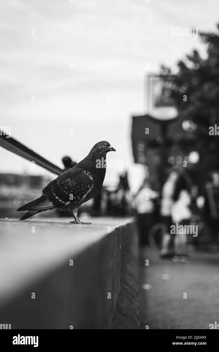 Un colpo verticale bianco e nero di un piccione su uno sfondo sfocato di pedoni Foto Stock