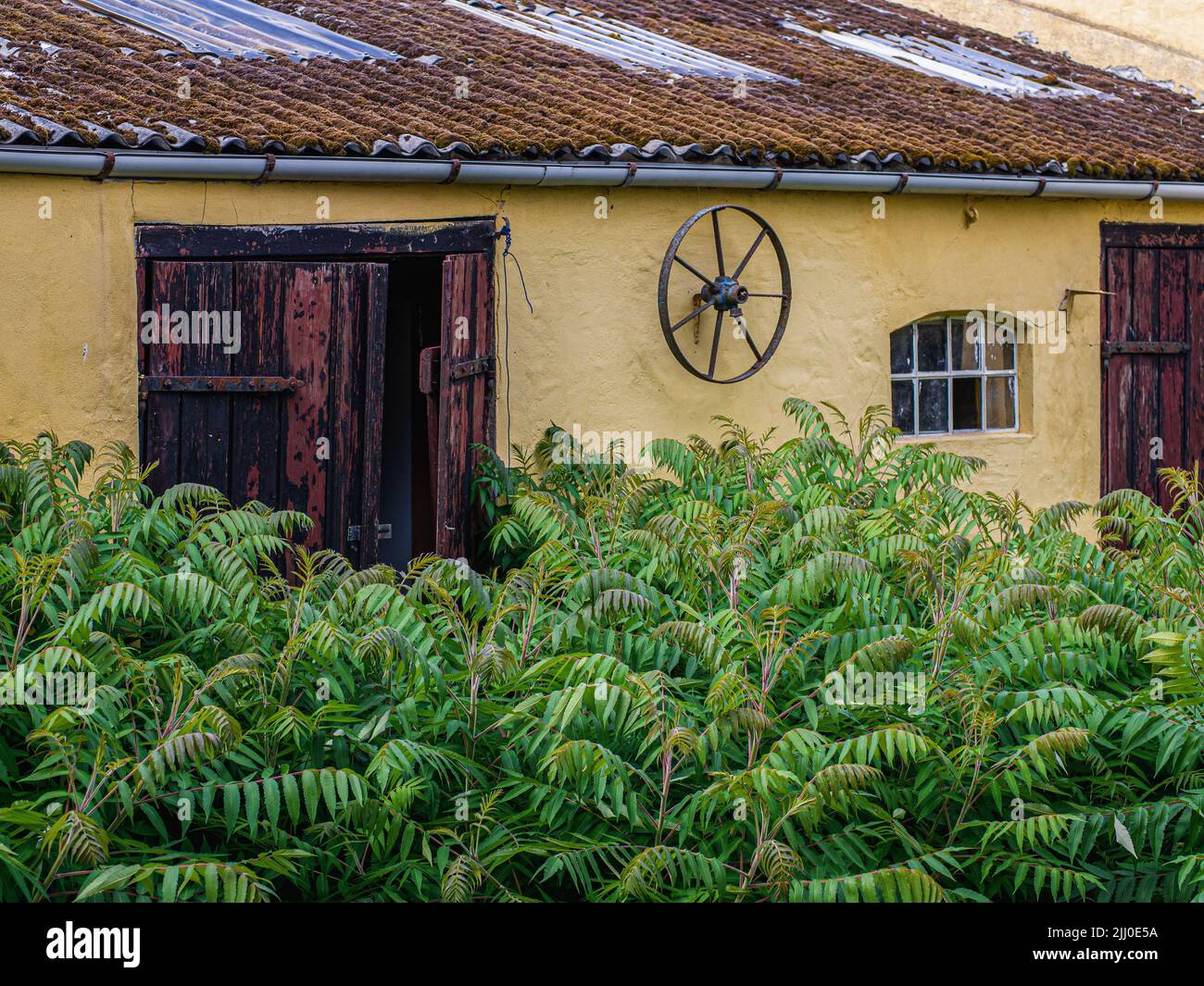Una vecchia casa di villaggio giallo con Sumacs staghorn piantati (Rhus typhina) Foto Stock