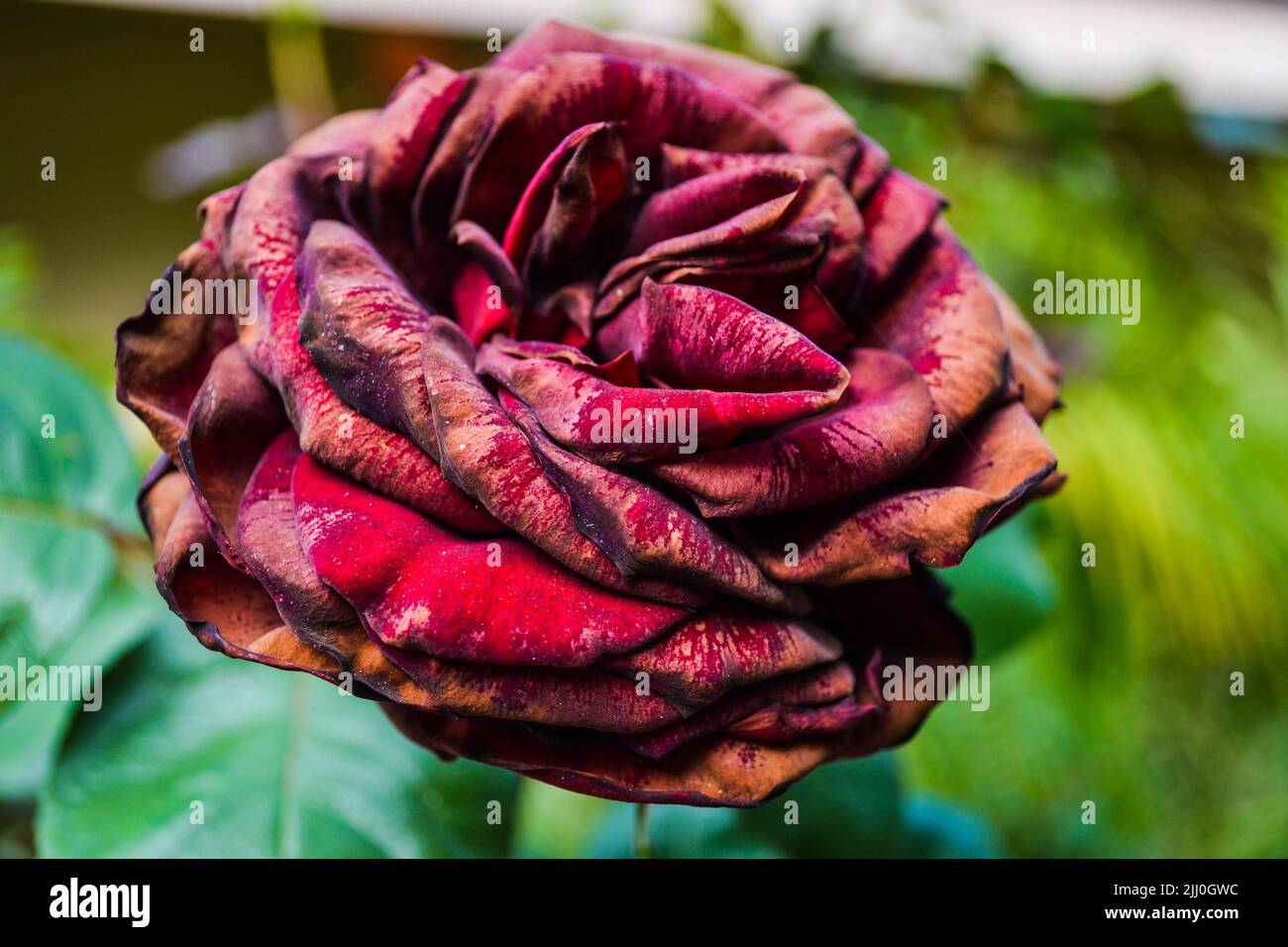 Primo piano Fotografia di una rosa rossa Foto Stock