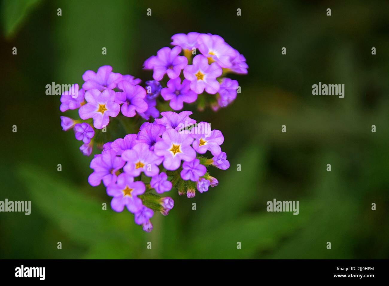 Un primo piano di fiori dimenticati di me in una sfocatura Foto Stock