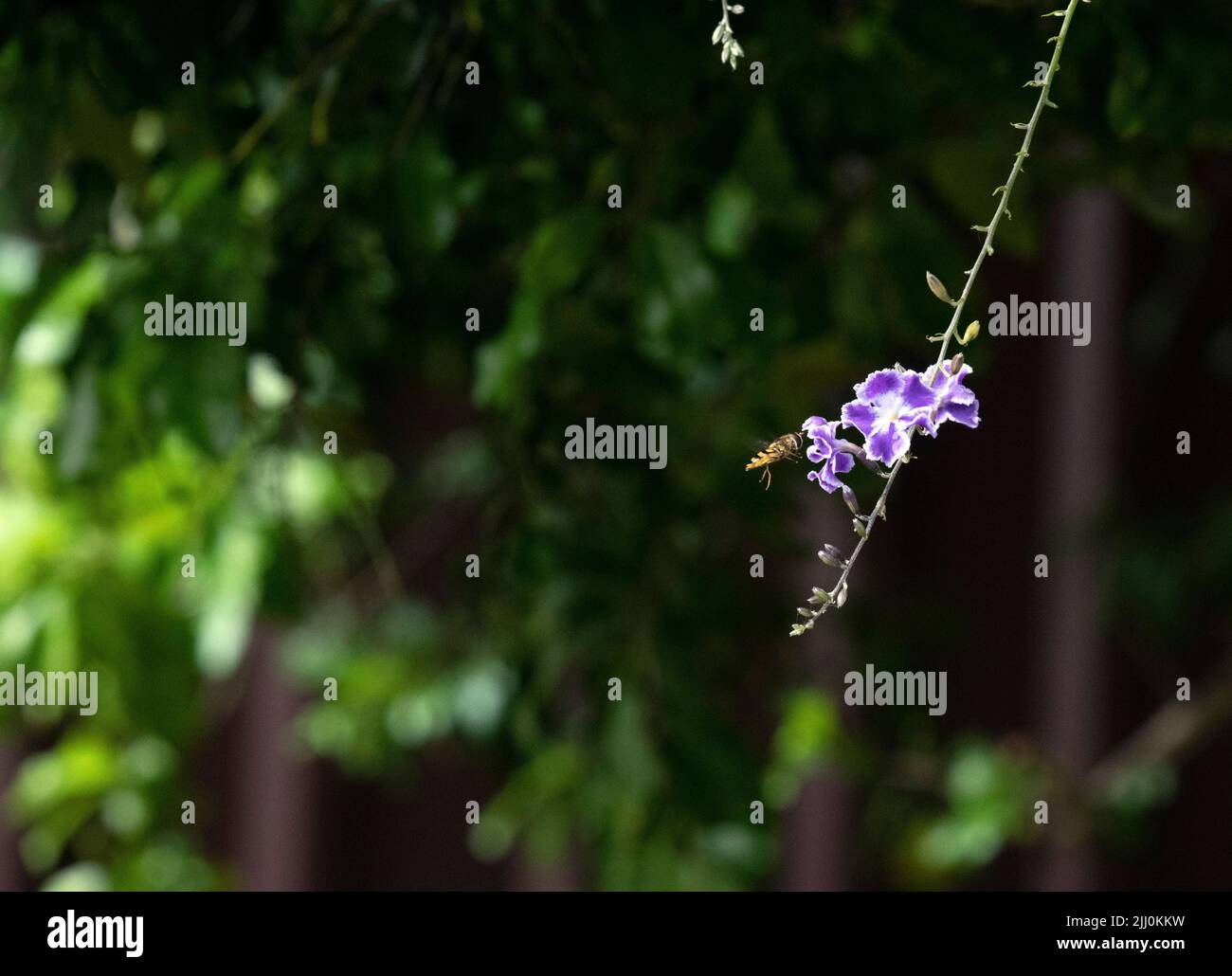 Un'ape su un fiore a Sydney, NSW, Australia (foto di Tara Chand Malhotra) Foto Stock