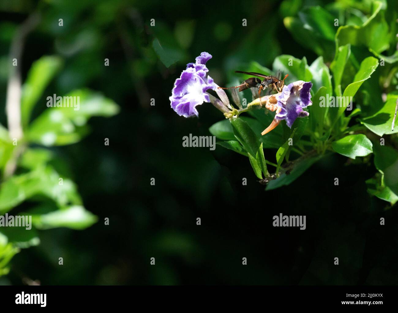 Un cornetto su un fiore a Sydney, NSW, Australia (Foto di Tara Chand Malhotra) Foto Stock
