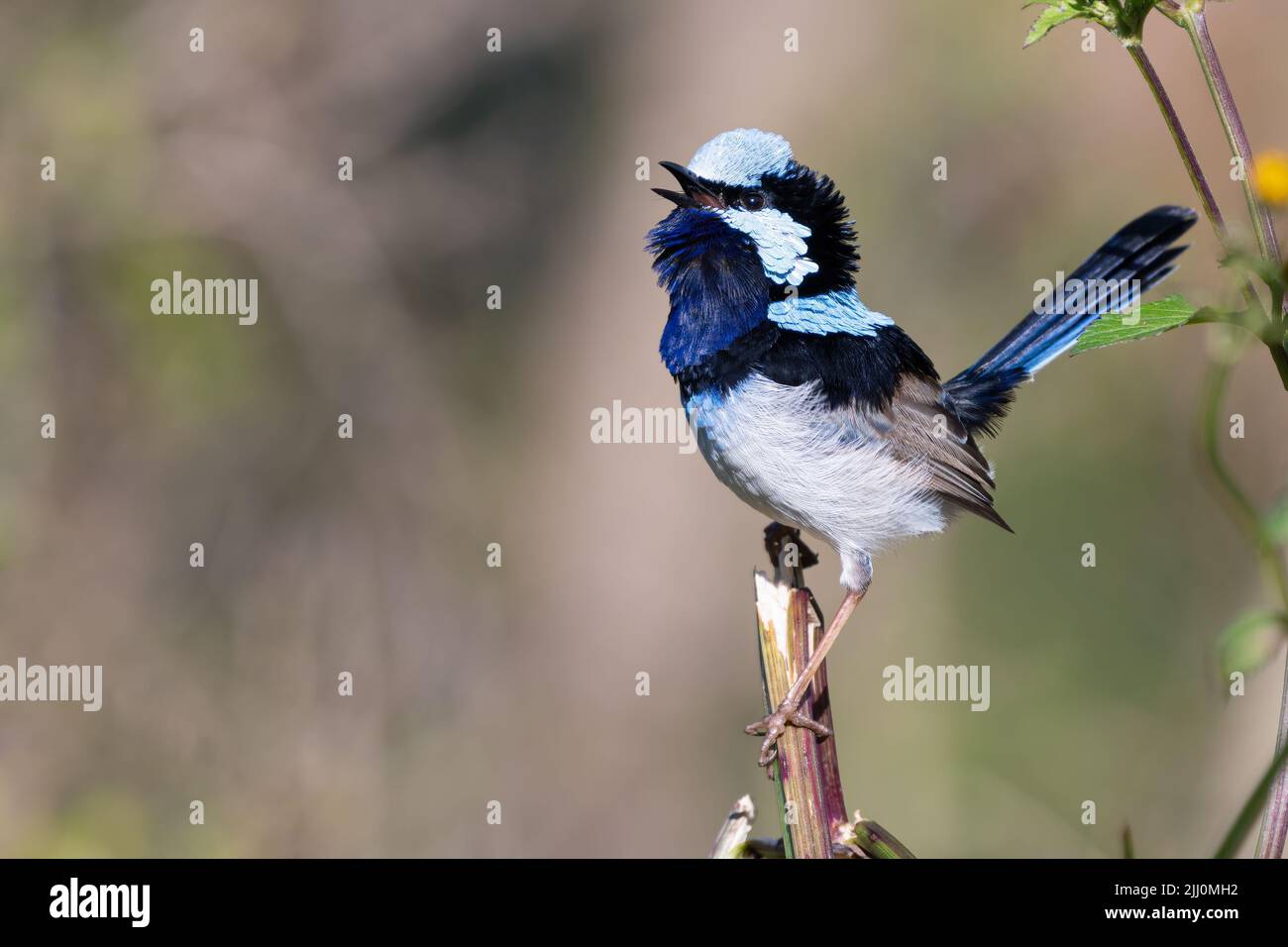 Maschio superba fata wren canto Foto Stock