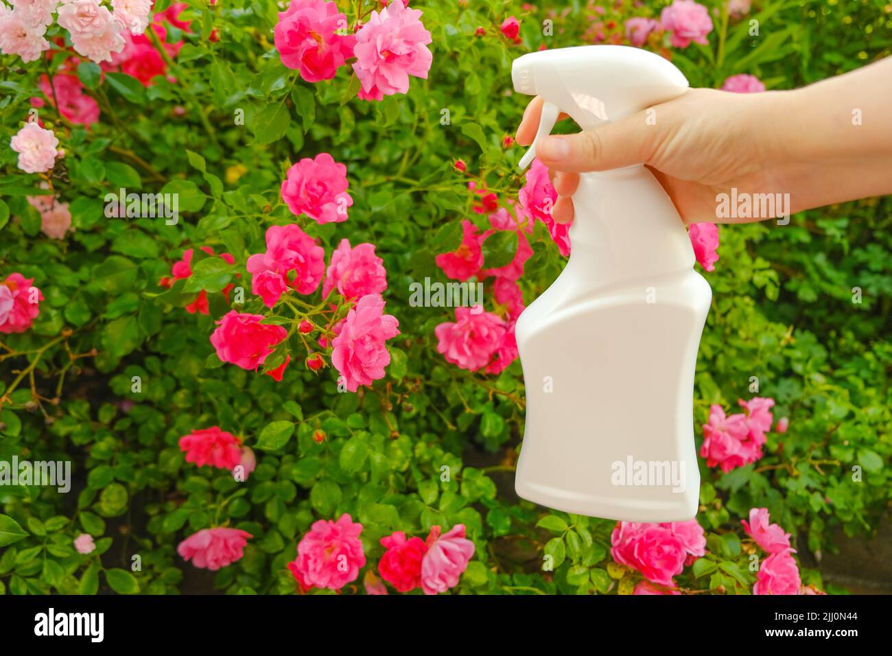 Sanitizzante Rose.Roses trattamento da Pests.White bottiglia con disinfettante per rose in una mano su un fondo di fiore di rosa. Rimedio per le rose da Foto Stock
