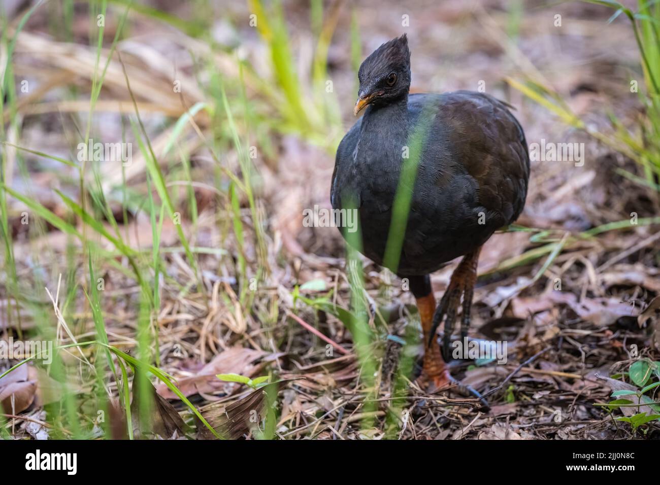 Lone adulto aranciata-footed scrub-hen foraging sul pavimento della foresta per alle paludi di Catana a Cairns, Queensland in Australia. Foto Stock