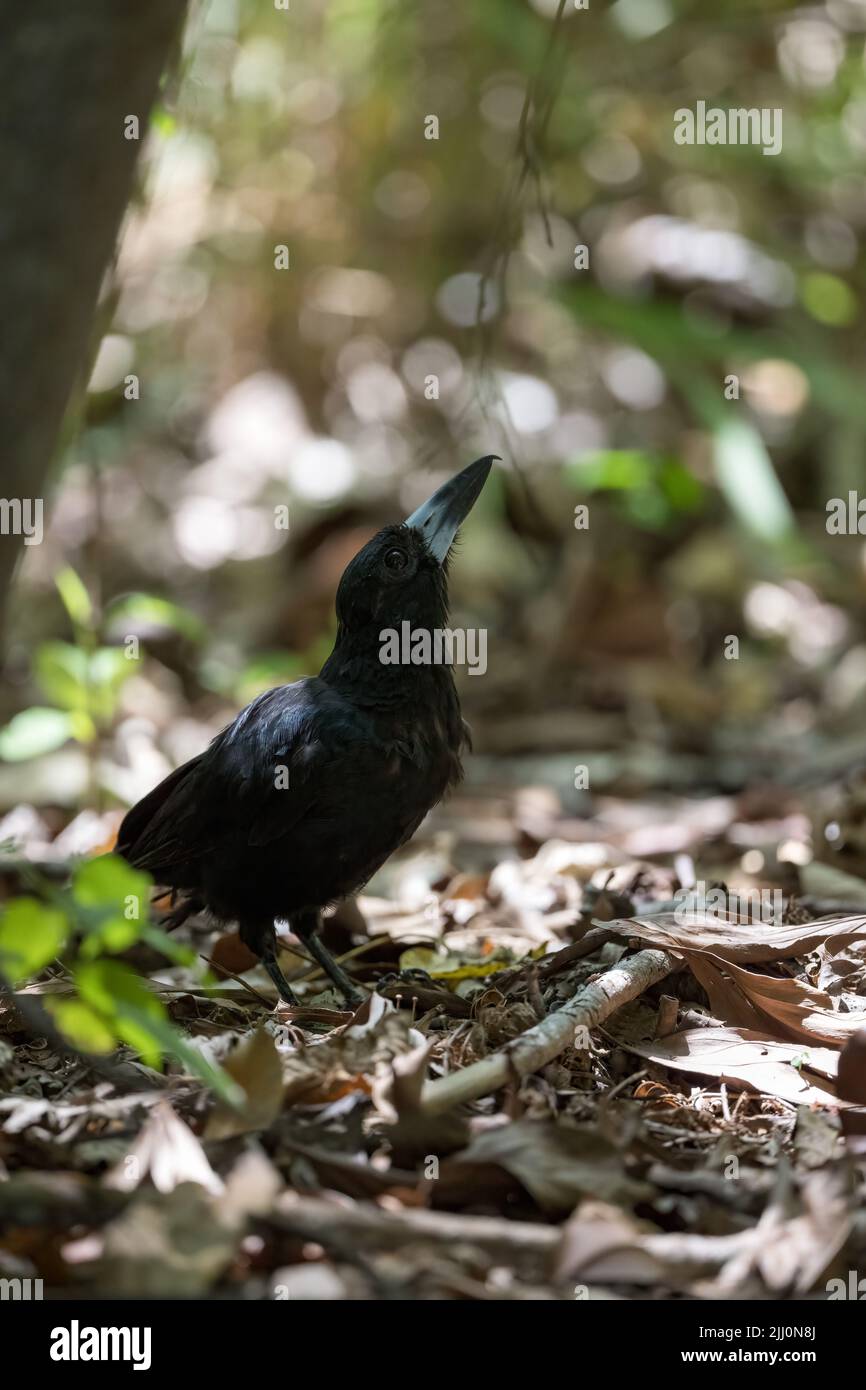 Un Butcherbird nero che staring in su dalla lettiera della foglia del pavimento della foresta alla sua cache della carne incuneata nel ramo dell'albero alle paludi di Catana a Cairns, Australia. Foto Stock