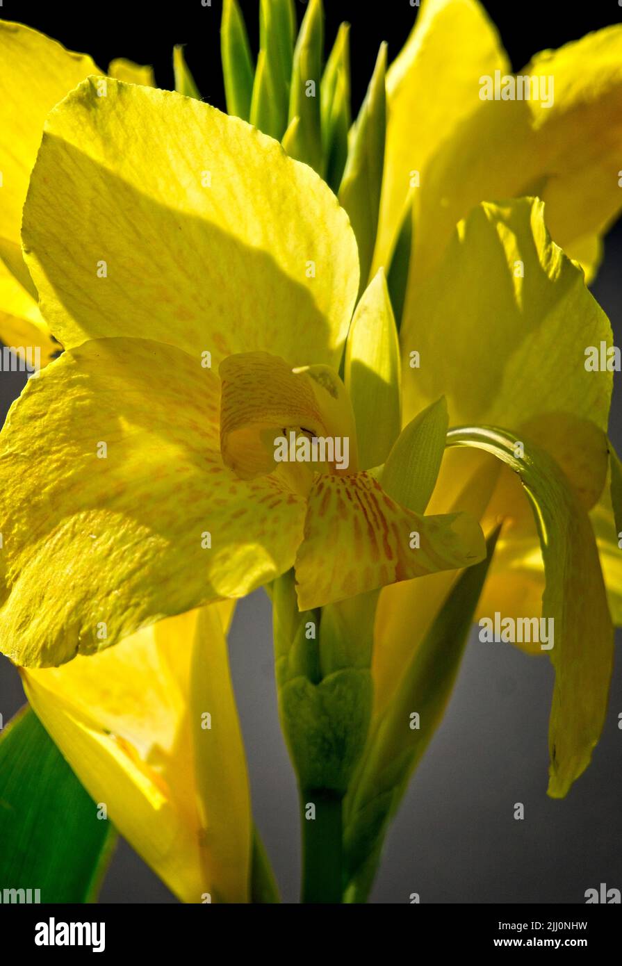 Canna Calgary Zoo Alberta Foto Stock