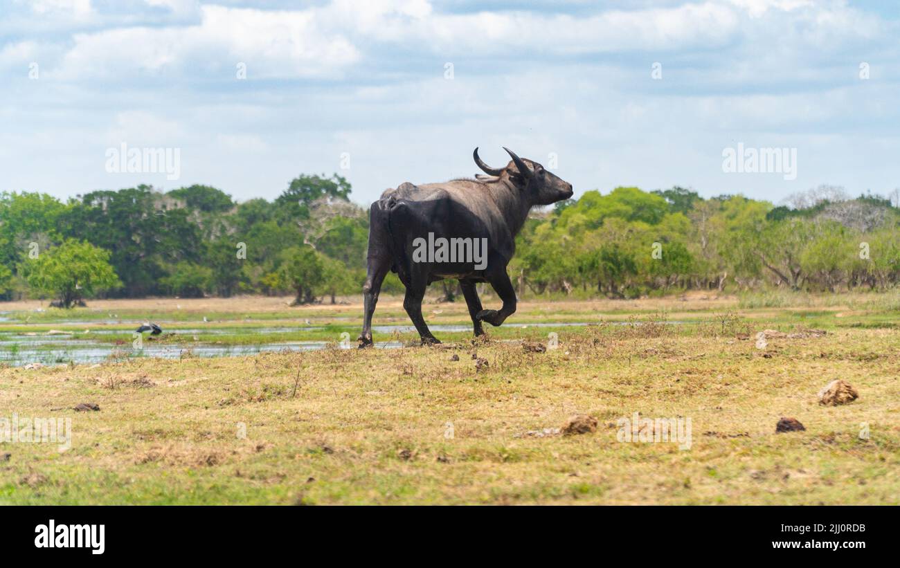 Buffalo nel parco nazionale dello Sri Lanka. Foto Stock