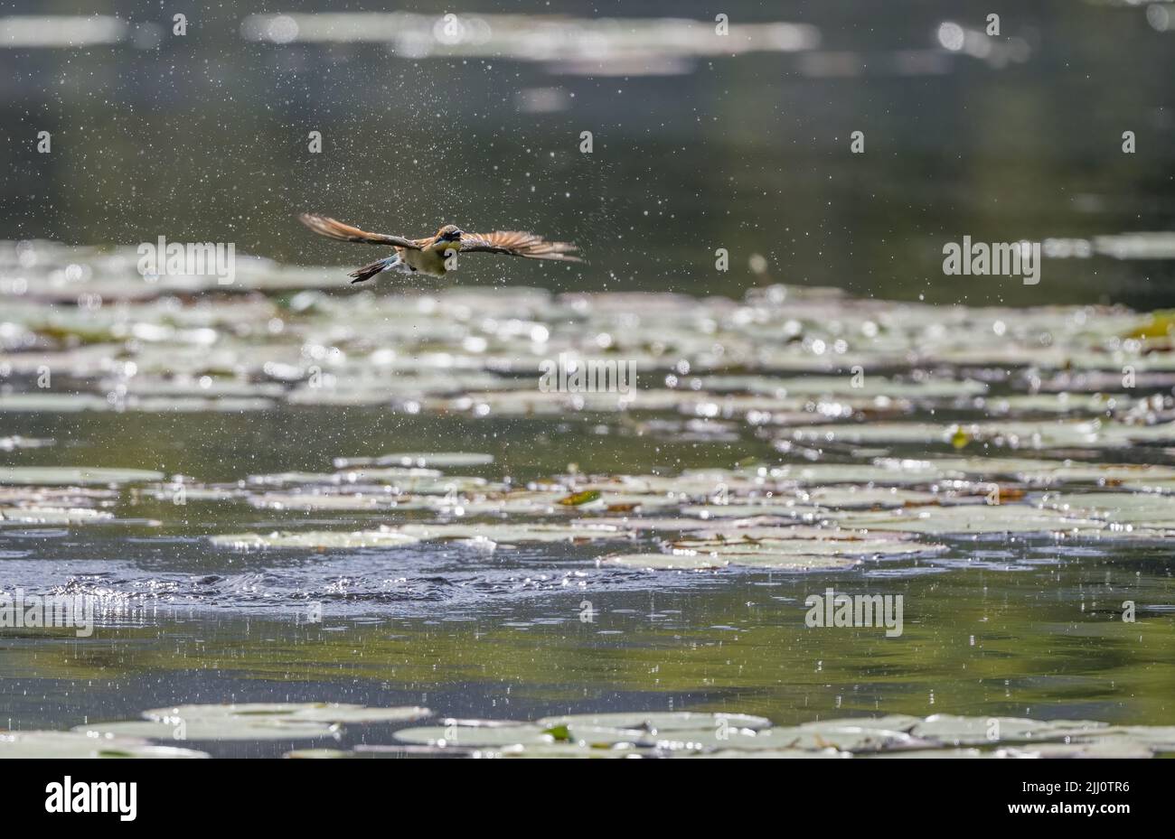 Un bee-eater Rainbow retroilluminato in volo su un'acquedotto di palude circondato da goccioline d'acqua dopo il bagno a Cairns, Queensland in Australia. Foto Stock