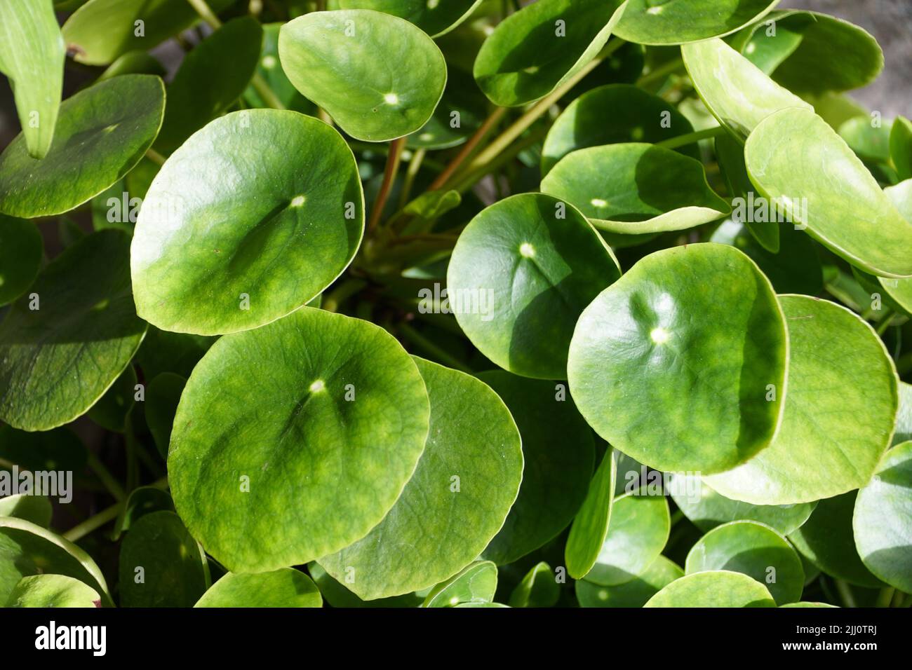 Bella forma rotonda e foglie verdi di Pilea Peperomiides Foto Stock