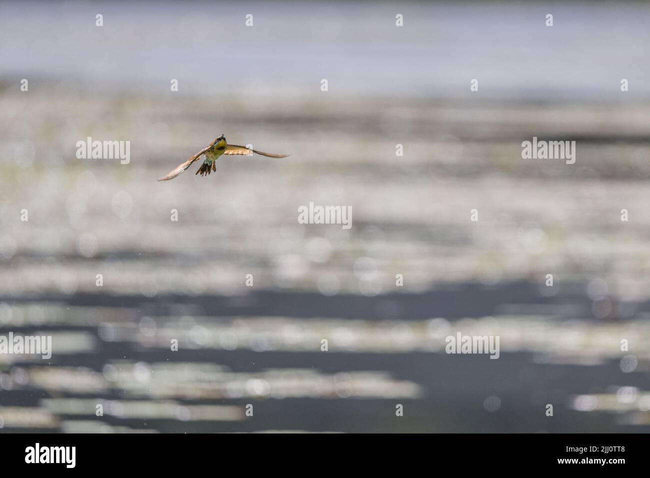 Un bee-eater Rainbow retroilluminato in volo su un'acquedotto di palude circondato da goccioline d'acqua dopo il bagno a Cairns, Queensland in Australia. Foto Stock