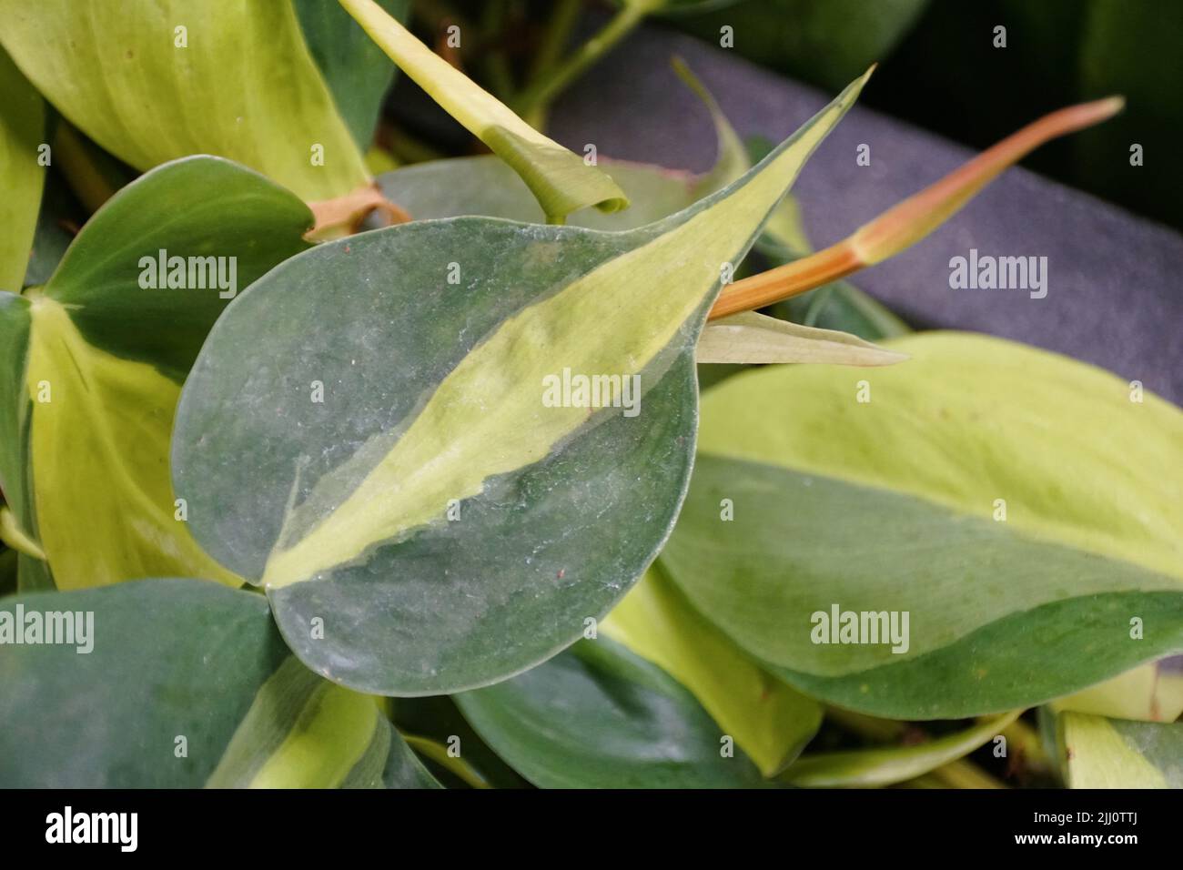 Belle foglie variegate di Philodendron Brasil giallo e verde Foto Stock