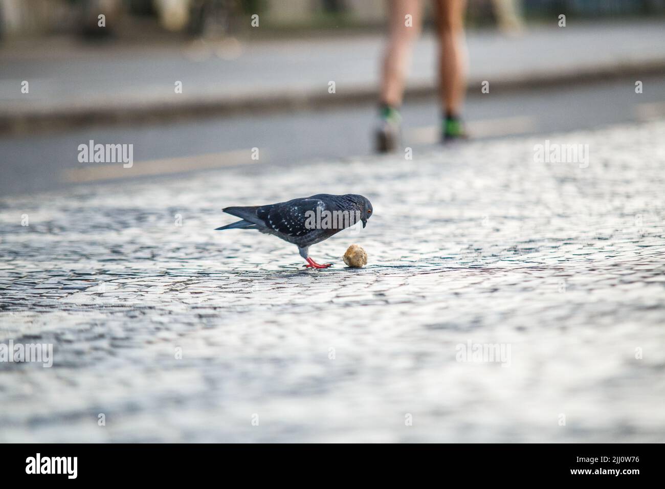 piccione con pezzetto di pane all'aperto a Rio de Janeiro. Foto Stock