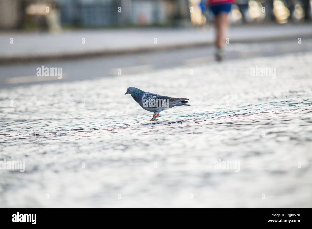 piccione con pezzetto di pane all'aperto a Rio de Janeiro. Foto Stock