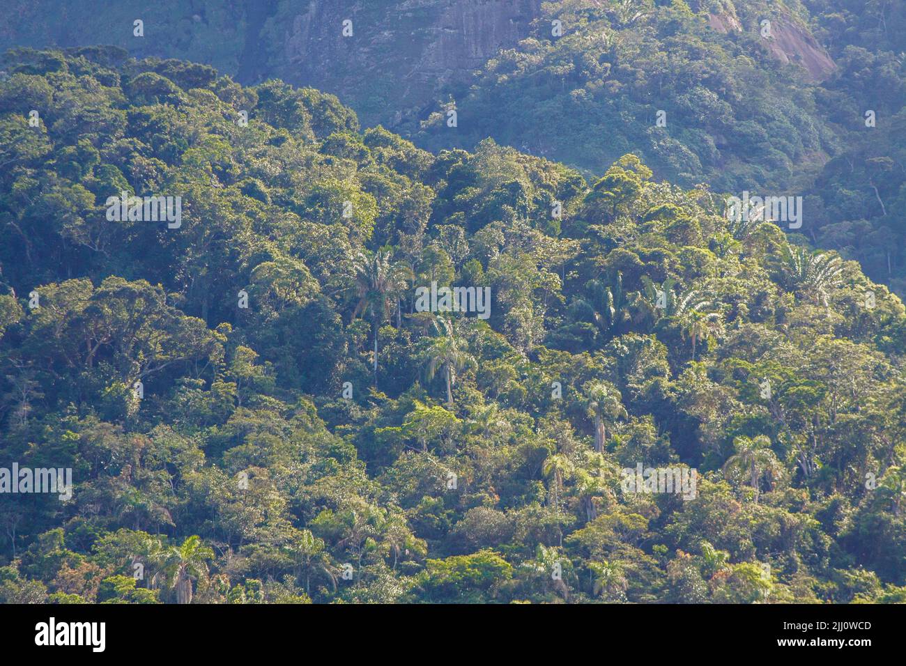Pezzo di una foresta atlantica nella città di Rio de Janeiro. Foto Stock