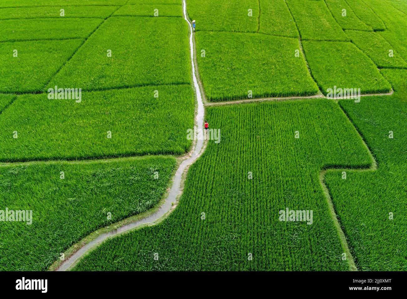 Veduta aerea di un'infinita risaia verde nella campagna del Bangladesh. Rigogliose colture di riso, agricoltura, paesaggio naturale, vibrazioni della campagna, colpo di drone Foto Stock