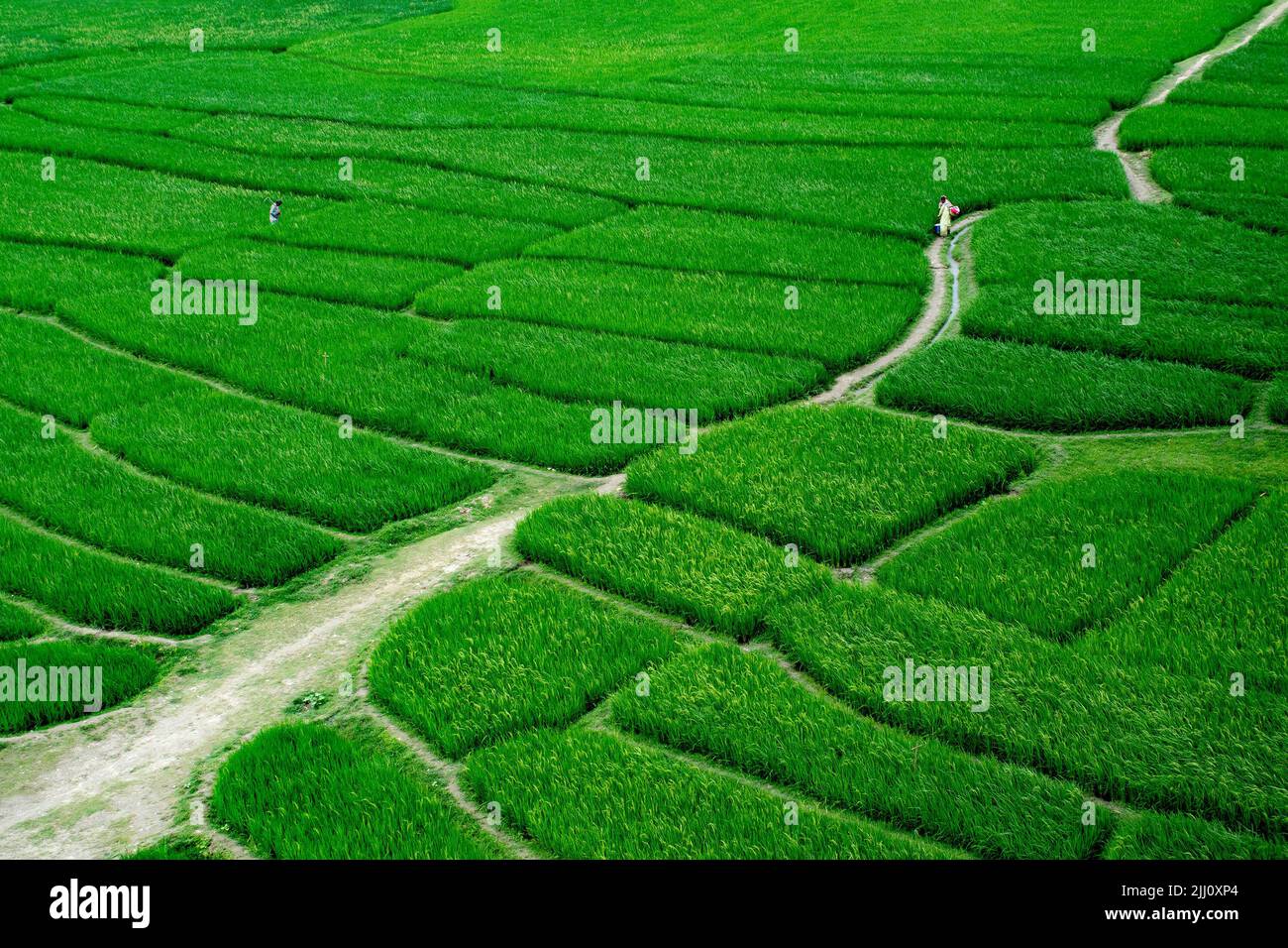 Veduta aerea di un'infinita risaia verde nella campagna del Bangladesh. Rigogliose colture di riso, agricoltura, paesaggio naturale, vibrazioni della campagna, colpo di drone Foto Stock