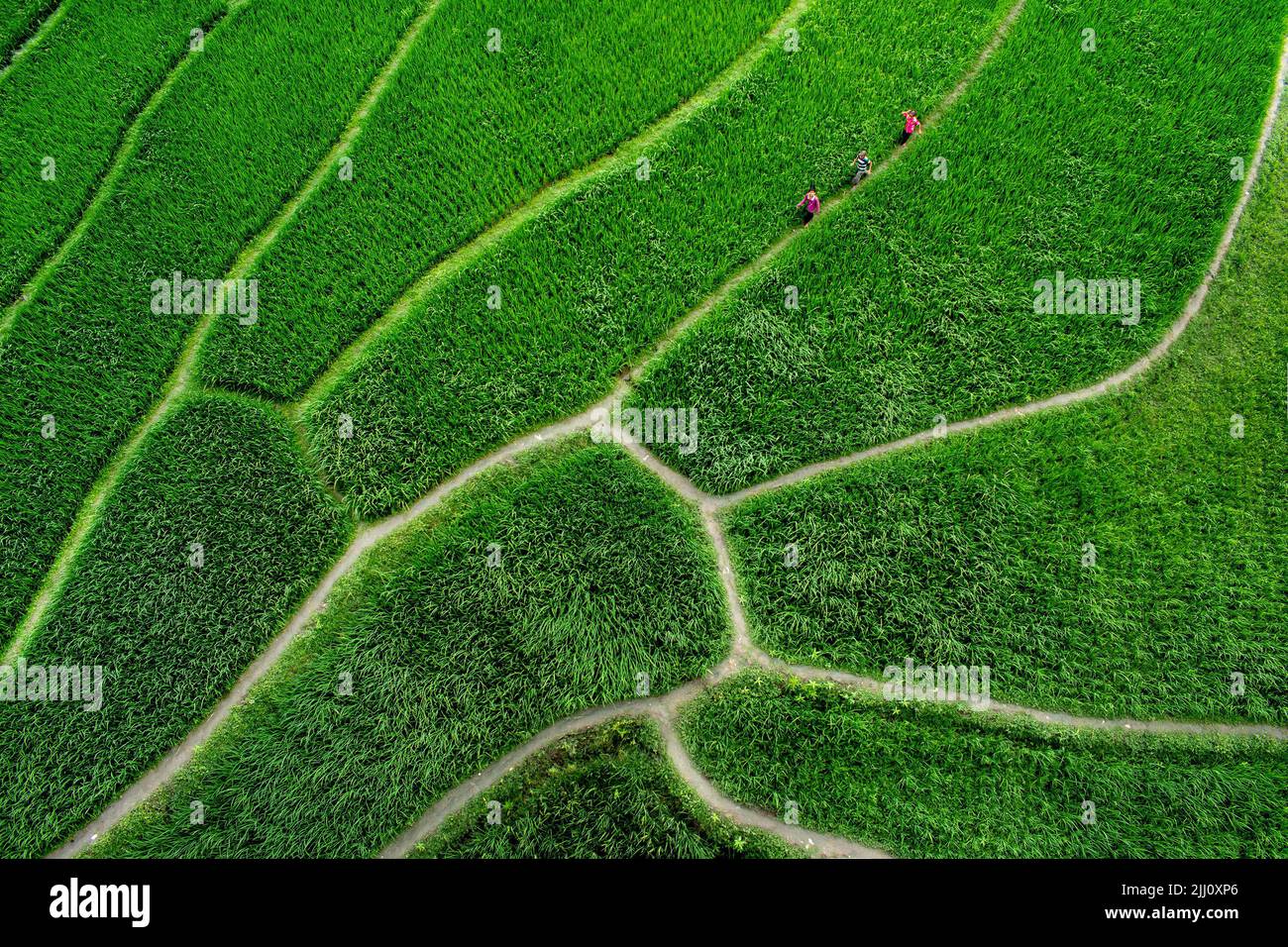 Veduta aerea di un'infinita risaia verde nella campagna del Bangladesh. Rigogliose colture di riso, agricoltura, paesaggio naturale, vibrazioni della campagna, colpo di drone Foto Stock