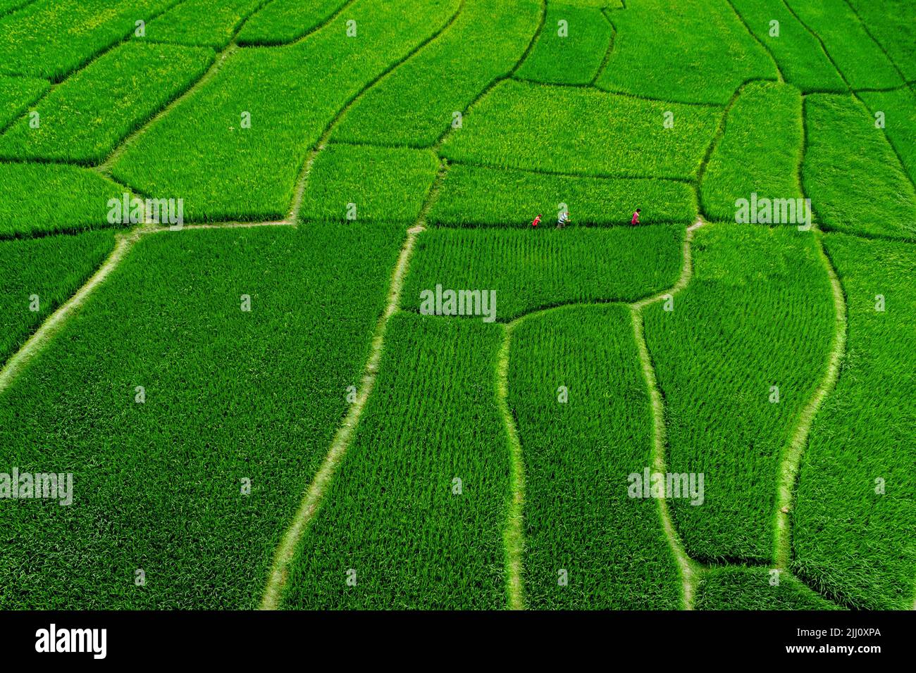 Veduta aerea di un'infinita risaia verde nella campagna del Bangladesh. Rigogliose colture di riso, agricoltura, paesaggio naturale, vibrazioni della campagna, colpo di drone Foto Stock