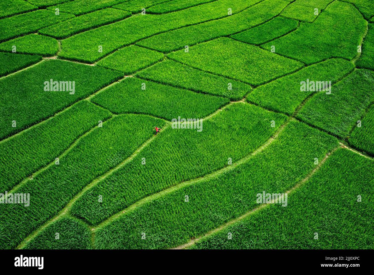 Veduta aerea di un'infinita risaia verde nella campagna del Bangladesh. Rigogliose colture di riso, agricoltura, paesaggio naturale, vibrazioni della campagna, colpo di drone Foto Stock