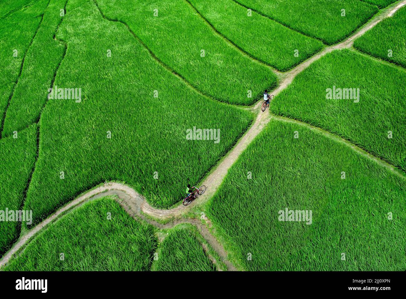Veduta aerea di un'infinita risaia verde nella campagna del Bangladesh. Rigogliose colture di riso, agricoltura, paesaggio naturale, vibrazioni della campagna, colpo di drone Foto Stock