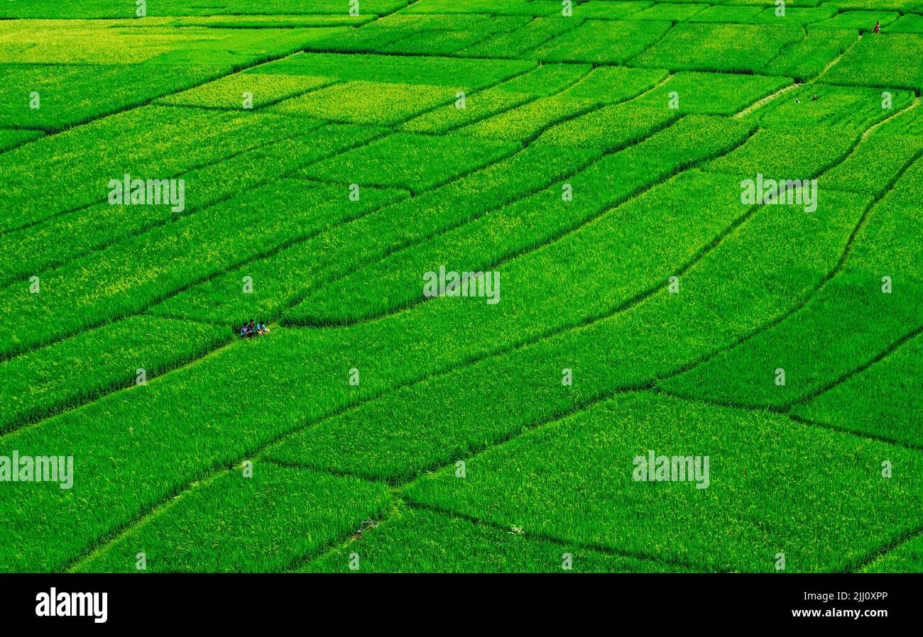 Veduta aerea di un'infinita risaia verde nella campagna del Bangladesh. Rigogliose colture di riso, agricoltura, paesaggio naturale, vibrazioni della campagna, colpo di drone Foto Stock
