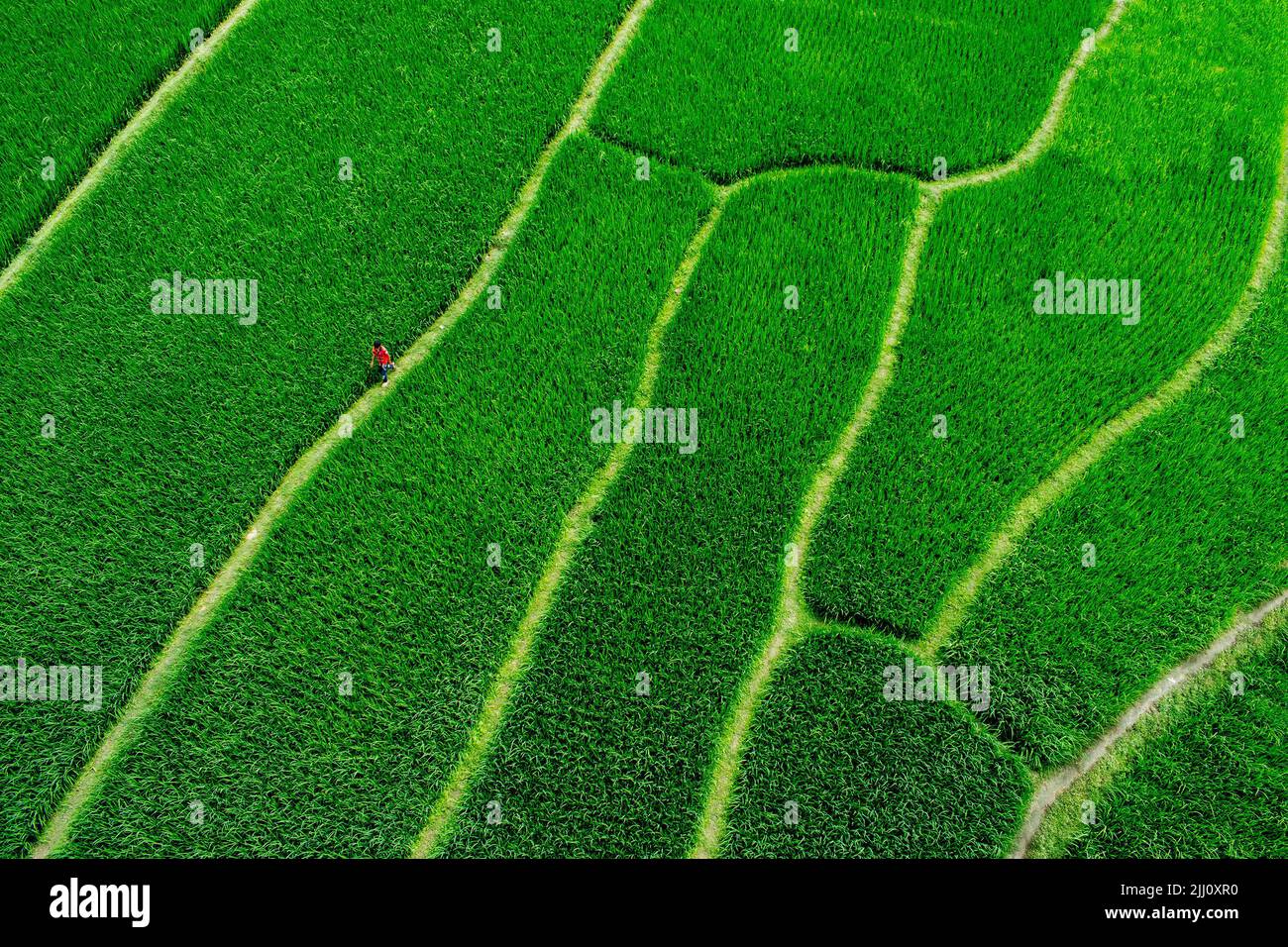 Veduta aerea di un'infinita risaia verde nella campagna del Bangladesh. Rigogliose colture di riso, agricoltura, paesaggio naturale, vibrazioni della campagna, colpo di drone Foto Stock
