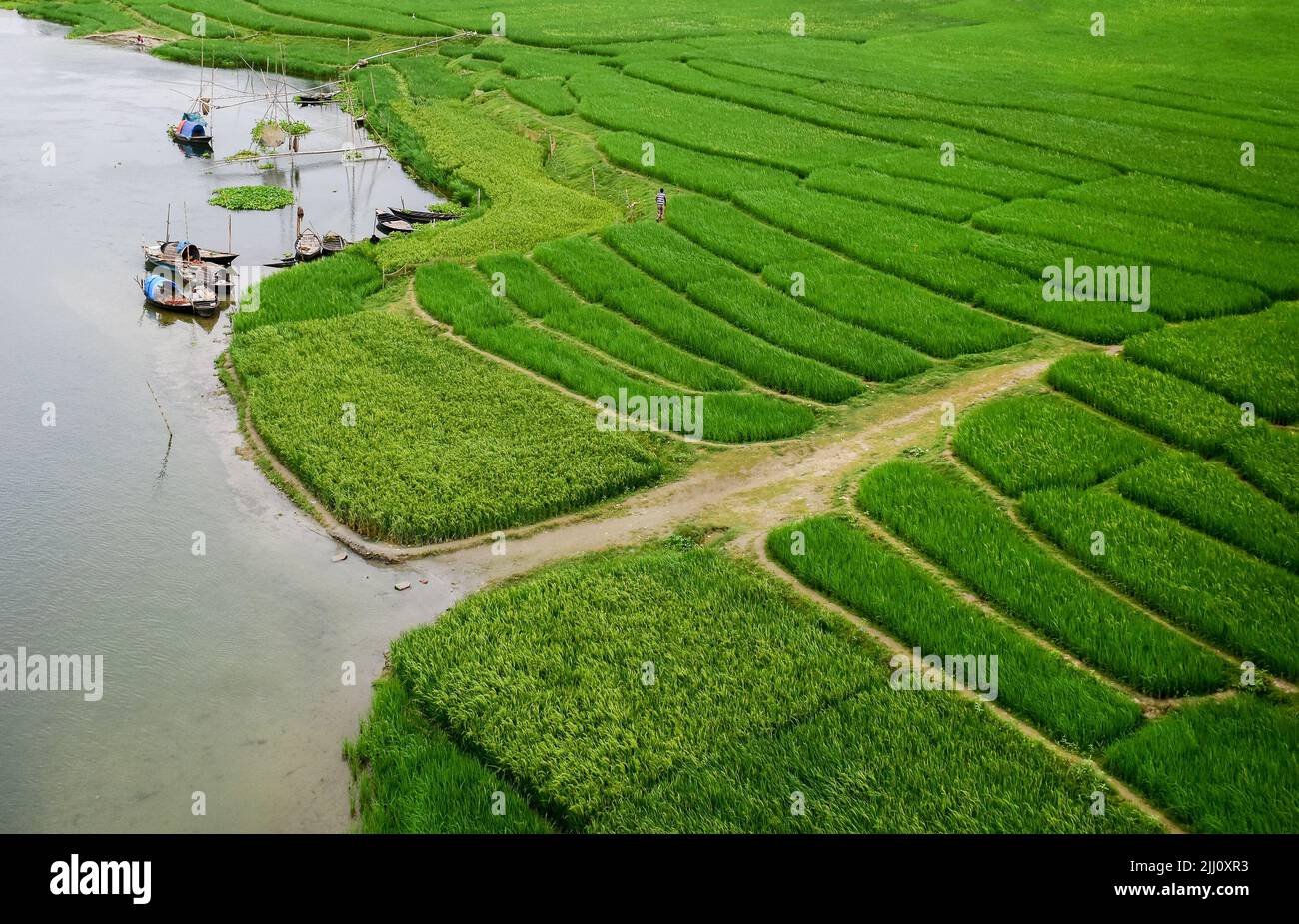 Veduta aerea di un'infinita risaia verde nella campagna del Bangladesh. Rigogliose colture di riso, agricoltura, paesaggio naturale, vibrazioni della campagna, colpo di drone Foto Stock