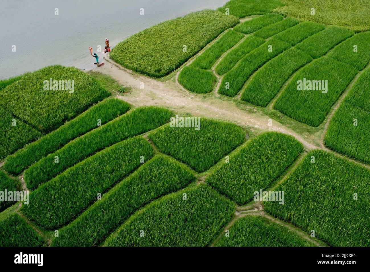 Veduta aerea di un'infinita risaia verde nella campagna del Bangladesh. Rigogliose colture di riso, agricoltura, paesaggio naturale, vibrazioni della campagna, colpo di drone Foto Stock