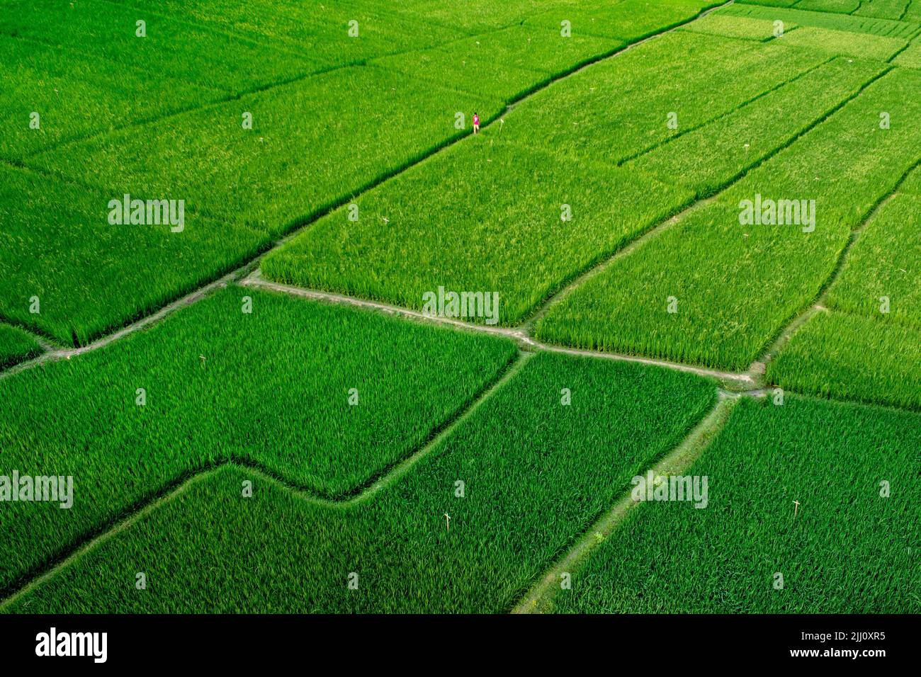 Veduta aerea di un'infinita risaia verde nella campagna del Bangladesh. Rigogliose colture di riso, agricoltura, paesaggio naturale, vibrazioni della campagna, colpo di drone Foto Stock