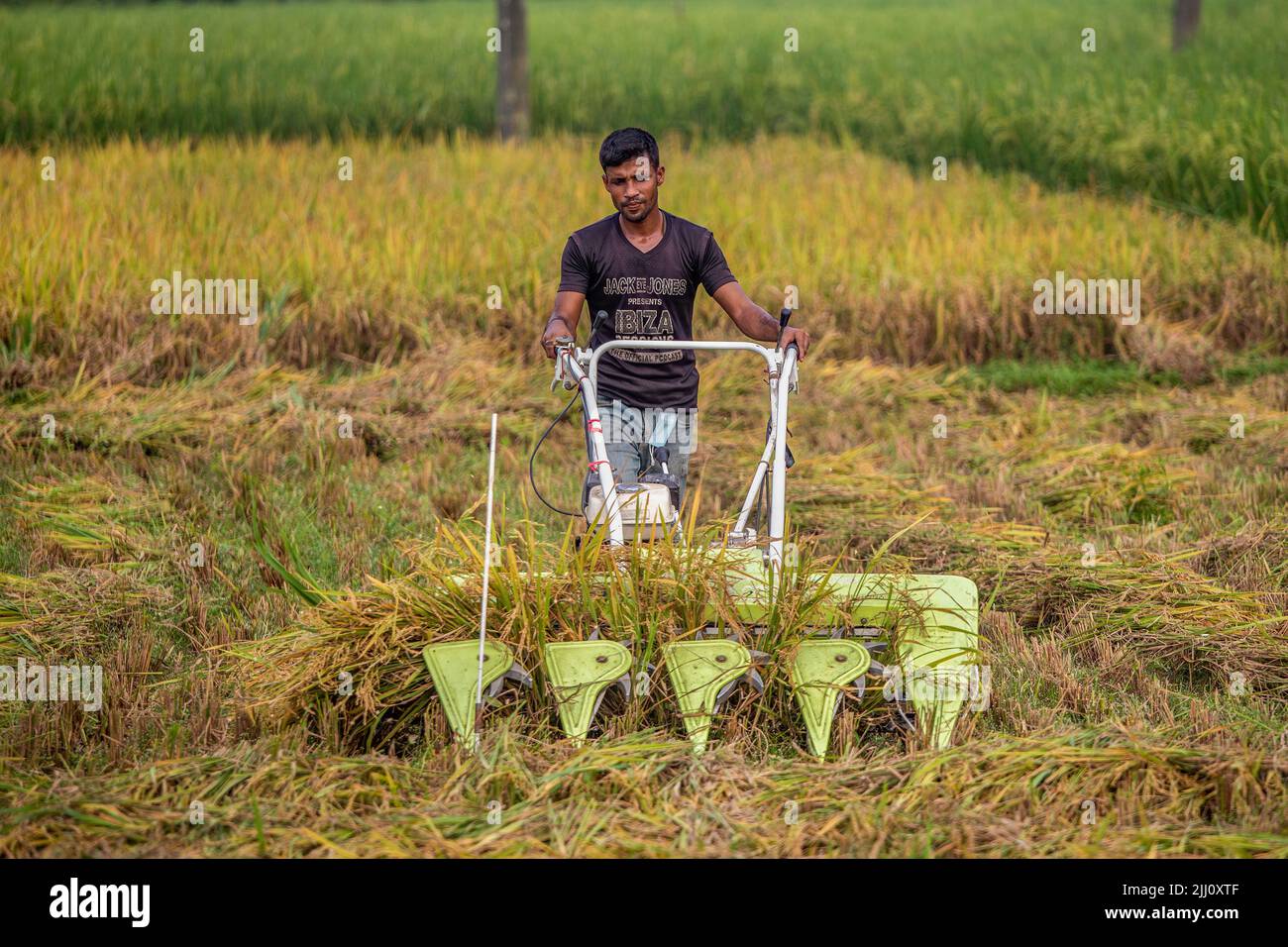 Risaie giallo dorato, agricoltori che raccolgono grani di riso dal campo, splendida vista aerea della risaia della campagna, motivi sorprendenti, vista dai droni Foto Stock