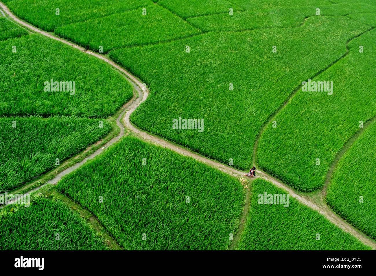 Veduta aerea di un'infinita risaia verde nella campagna del Bangladesh. Rigogliose colture di riso, agricoltura, paesaggio naturale, vibrazioni della campagna, colpo di drone Foto Stock