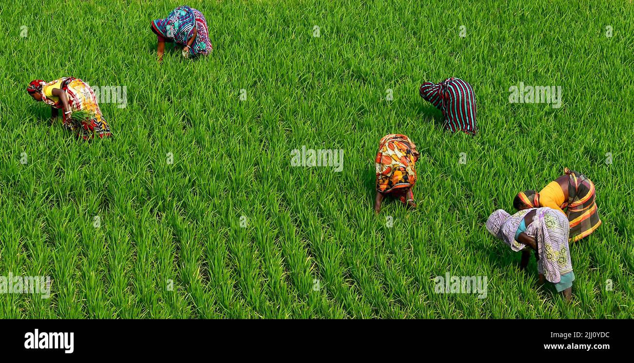Veduta aerea di un'infinita risaia verde nella campagna del Bangladesh. Rigogliose colture di riso, agricoltura, paesaggio naturale, vibrazioni della campagna, colpo di drone Foto Stock