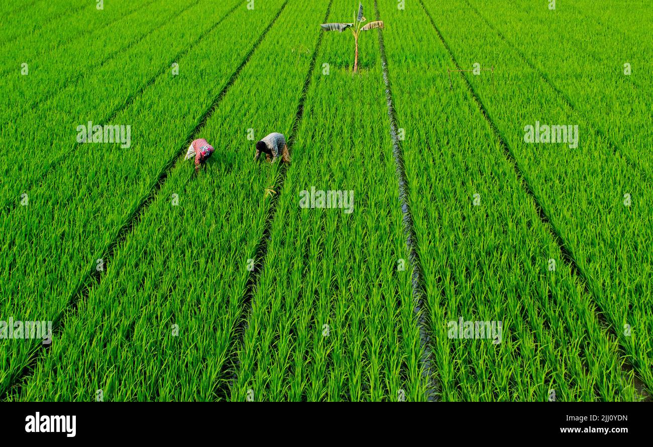 Veduta aerea di un'infinita risaia verde nella campagna del Bangladesh. Rigogliose colture di riso, agricoltura, paesaggio naturale, vibrazioni della campagna, colpo di drone Foto Stock