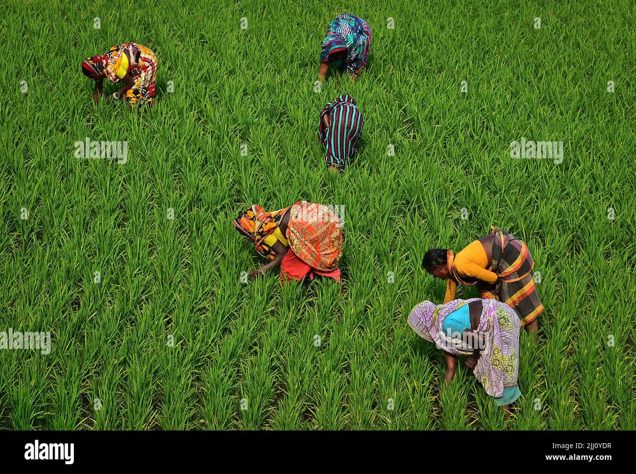Veduta aerea di un'infinita risaia verde nella campagna del Bangladesh. Rigogliose colture di riso, agricoltura, paesaggio naturale, vibrazioni della campagna, colpo di drone Foto Stock