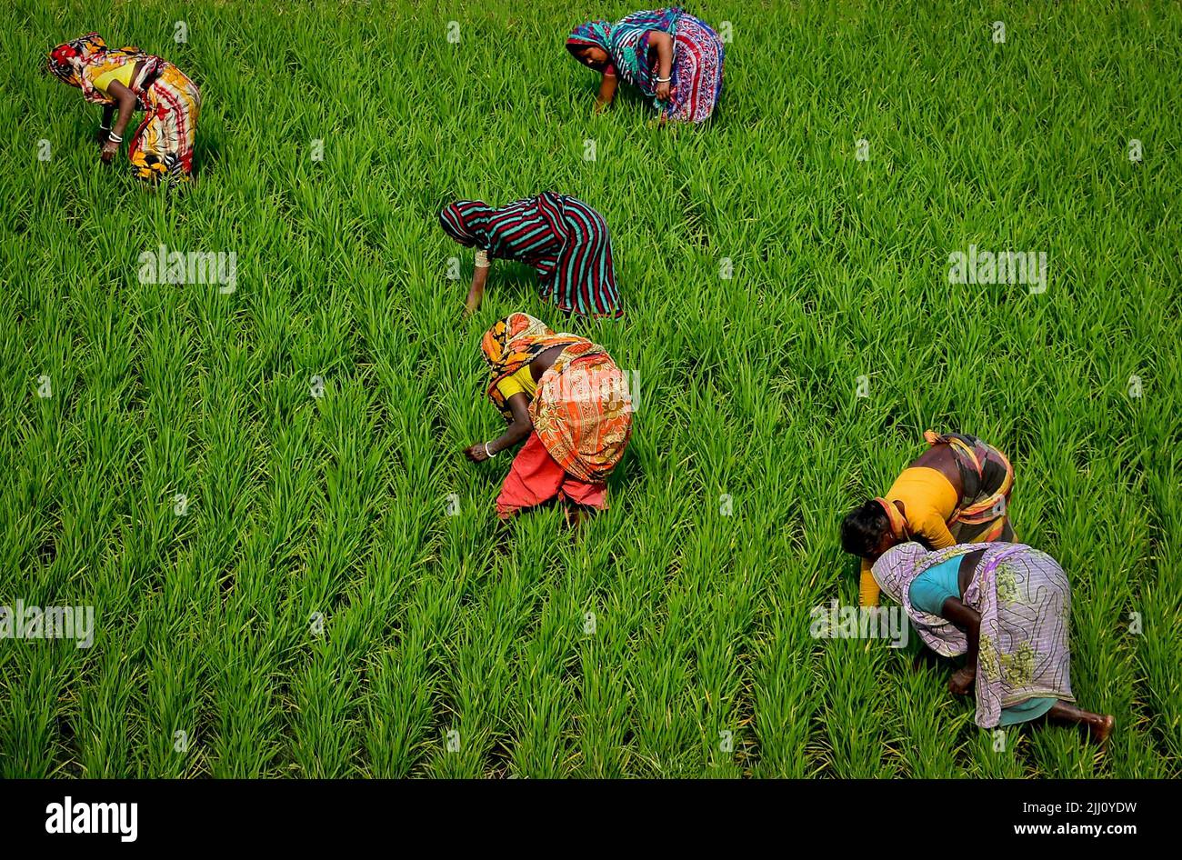 Veduta aerea di un'infinita risaia verde nella campagna del Bangladesh. Rigogliose colture di riso, agricoltura, paesaggio naturale, vibrazioni della campagna, colpo di drone Foto Stock