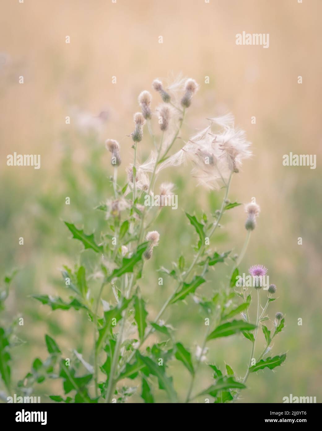 Cardo bianco alla luce del mattino Foto Stock