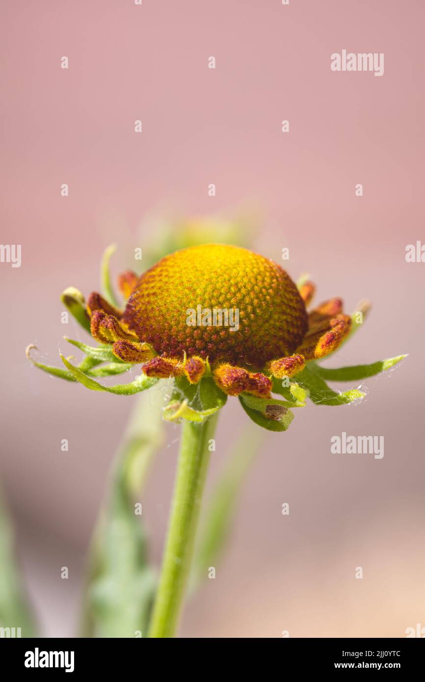 Gambo di fiore giallo su sfondo rosa Foto Stock