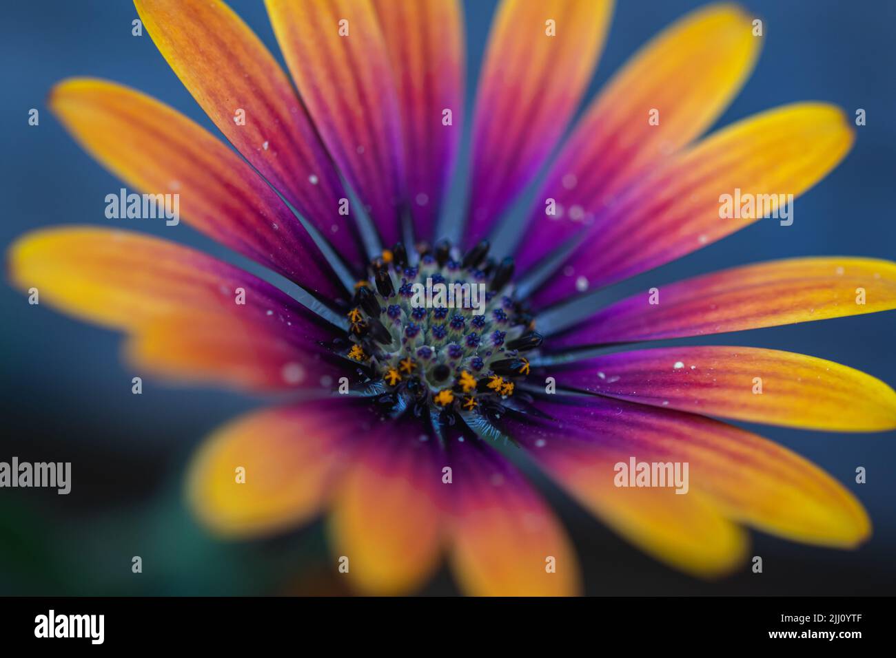 Primo piano di fiori multicolore Foto Stock