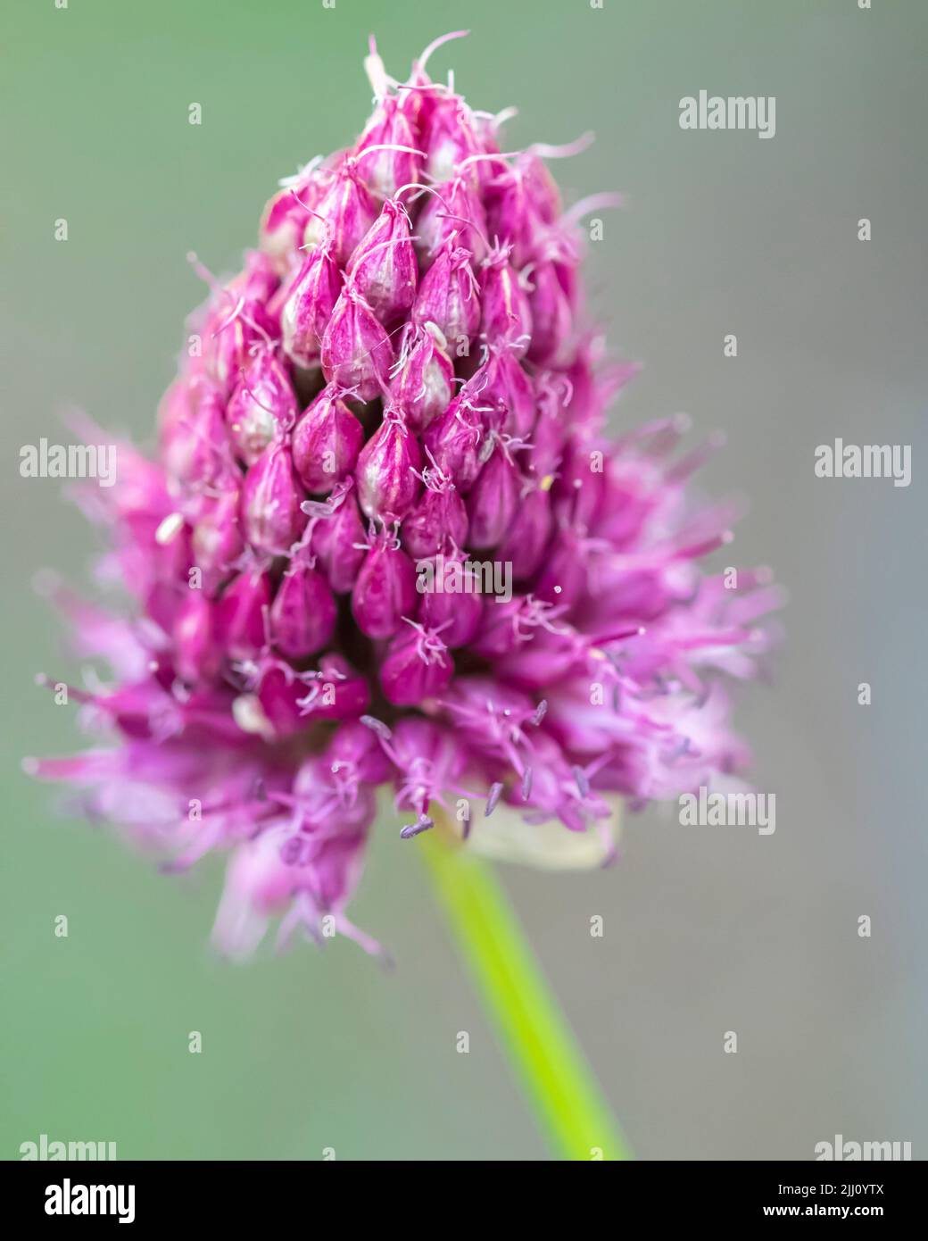 Close up fiore viola Foto Stock